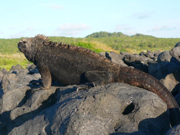 167- Iguane 
